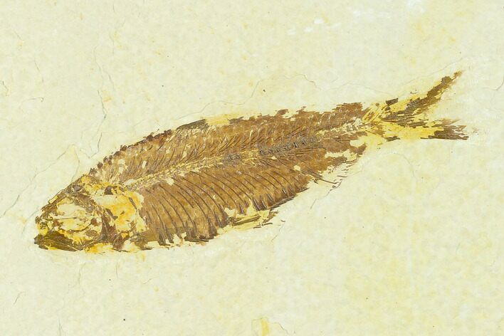 Fossil Fish (Knightia) - Green River Formation #133960